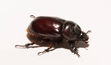 European rhinoceros beetle (Oryctes nasicornis) is a large flying beetle belonging to the subfamily Dynastinae. Imago, a female insect. clipart