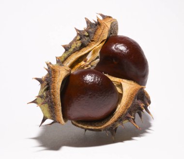Beyaz arka planda kabuğu olan olgun at kestanesi meyveleri. Aesculus, buckeye.