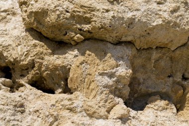 Kızıl Deniz 'in fosil mercanları. Taşa dönüşmüş antik yaratıklar. Resif mercanları.