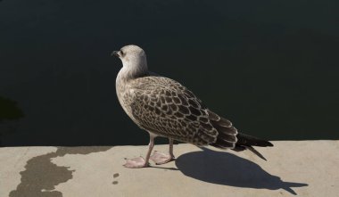 European herring gull (Larus argentatus). A young waterfowl on the sand by the sea. The chick. clipart