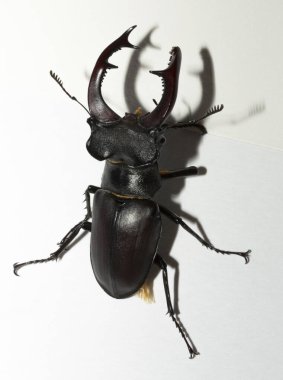 Lucanus cervus, kedigiller (Lucanidae) familyasından bir kuş türü. İmago, erkek bir böcek, beyaz bir arka plan.