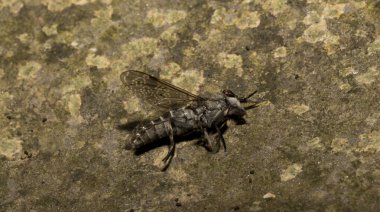 Haematopota pluvialis, the common horse fly or notch-horned cleg fly, family Tabanidae. clipart