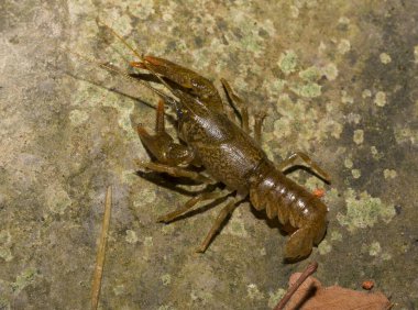 Astacus astacus, Avrupalı, asil ya da geniş parmaklı kerevit..