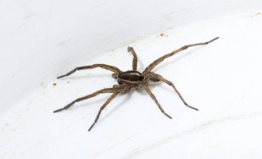 Hogna radiata is a species of wolf spider. A male insect with seven legs. clipart