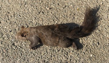 Siyah sincaplar, siyah renkli sincapların melanistik bir alt grubudur. (Sciurus vulgaris) Yolda bir hayvana araba çarptı..