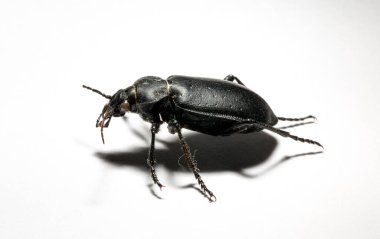 Carabus bessarabicus, Carabidae familyasından bir böcek türü..