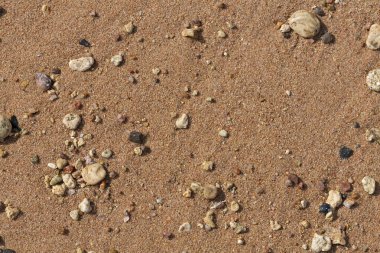 Kızıl Deniz 'in kıyı şeridi. Kum, çakıl taşı, mercan, fosil. Deniz temalı bir arkaplan.