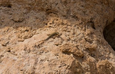 Trachylepis quinquetaeniata scharica - beş çizgili mabuya, gökkuşağı skink. Bir kadın. Sina Yarımadası 'nın Hayvanı.