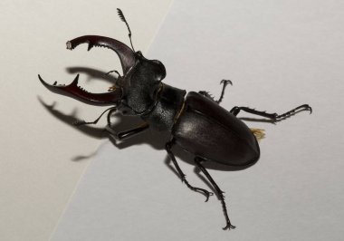 Lucanus cervus, kedigiller (Lucanidae) familyasından bir kuş türü. İmago, erkek bir böcek, beyaz bir arka plan.
