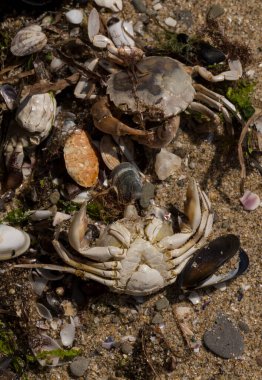 Liocarcinus depurator (Portunus plicatus), bazen liman yengeci ya da kumlu yüzme yengeci olarak da bilinir. Karadeniz 'in faunası. Ölü hayvanlar..