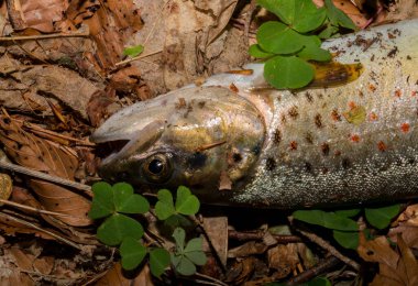 The Black Sea salmon. Salmo trutta labrax. Fishing in the mountain streams of Bulgaria. One fish on earth. clipart