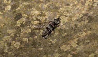 Haematopota pluvialis, yaygın at sineği ya da boynuzlu kleg sineği, Tabanidae familyası..