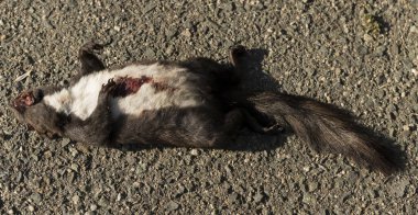 Siyah sincaplar, siyah renkli sincapların melanistik bir alt grubudur. (Sciurus vulgaris) Yolda bir hayvana araba çarptı..