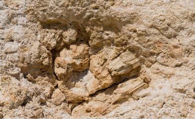 Kızıl Deniz 'in fosil mercanları. Taşa dönüşmüş antik yaratıklar. Resif mercanları.