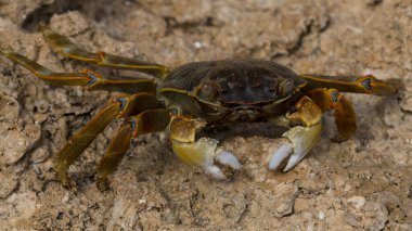 Grapsus albolineatus is a species of decapod crustacean in the family Grapsidae. Crab, on a reef rock. Fauna of the Sinai Peninsula. clipart