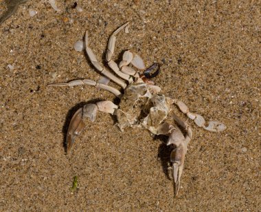 Liocarcinus depurator (Portunus plicatus), bazen liman yengeci ya da kumlu yüzme yengeci olarak da bilinir. Karadeniz 'in faunası. Ölü hayvanlar..