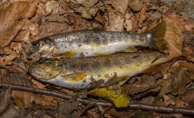 The Black Sea salmon. Salmo trutta labrax. Fishing in the mountain streams of Bulgaria. Two fish on the ground. clipart