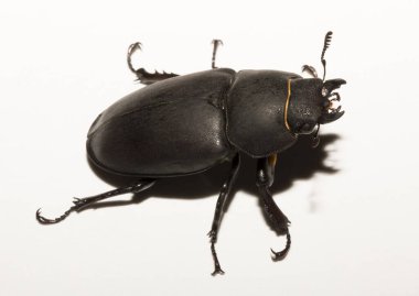 Lucanus cervus, kedigiller (Lucanidae) familyasından bir kuş türü. İmago, dişi bir böcek, beyaz bir arka plan..