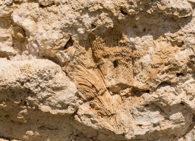 Kızıl Deniz 'in fosil mercanları. Taşa dönüşmüş antik yaratıklar. Resif mercanları.