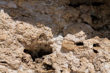 Kızıl Deniz 'in fosil mercanları. Taşa dönüşmüş antik yaratıklar. Resif mercanları.