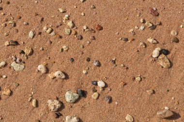 Kızıl Deniz 'in kıyı şeridi. Kum, çakıl taşı, mercan, fosil. Deniz temalı bir arkaplan.
