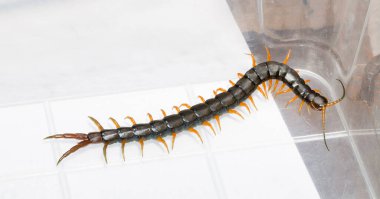 Scolopendra cingulata, also known as Megarian (Mediterranean) banded centipede. clipart