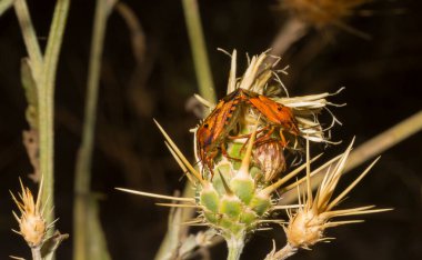 Carpocoris pudicus is a species of shield bug in the family Pentatomidae. Reproduction of insects. Male and female in the process of coitus. clipart