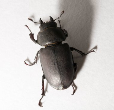 Lucanus cervus, kedigiller (Lucanidae) familyasından bir kuş türü. İmago, dişi bir böcek, beyaz bir arka plan..