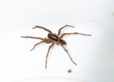 Hogna radiata, örümcekgiller familyasından bir örümcek türü. Yedi bacaklı bir erkek böcek..