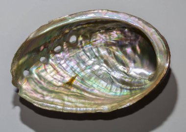 Haliotis varia, Haliotidae familyasından Haliotidae familyasından bir deniz salyangozu türü..