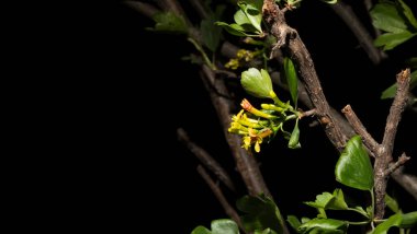 Ribes aureum, known by the common names golden currant,  clove currant, pruterberry and buffalo currant. Yellow flowers on a bush branch. clipart