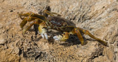 Grapsus albolineatus is a species of decapod crustacean in the family Grapsidae. Crab, on a reef rock. Fauna of the Sinai Peninsula. clipart