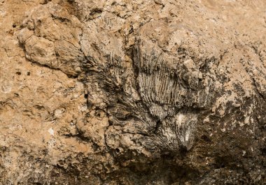 Kızıl Deniz 'in fosil mercanları. Taşa dönüşmüş antik yaratıklar. Resif mercanları.