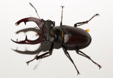 Lucanus cervus, kedigiller (Lucanidae) familyasından bir kuş türü. İmago, erkek bir böcek, beyaz bir arka plan.