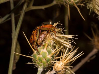 Carpocoris pudicus is a species of shield bug in the family Pentatomidae. Reproduction of insects. Male and female in the process of coitus. clipart