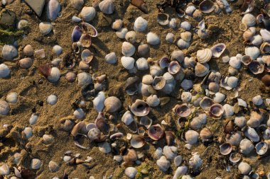 Mermi kovanları. Karadeniz 'in kıyı şeridi kabuklarla kaplıdır..