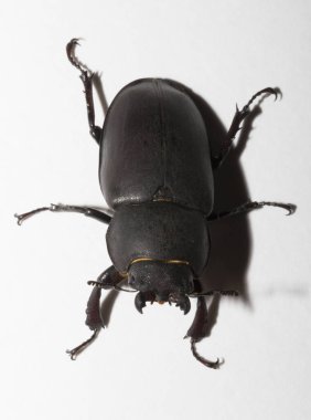 Lucanus cervus, kedigiller (Lucanidae) familyasından bir kuş türü. İmago, dişi bir böcek, beyaz bir arka plan..