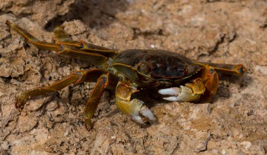 Grapsus albolineatus, Grapsidae familyasından bir kabuklu hayvan türüdür. Yengeç, kayalıklarda. Sina Yarımadası 'nın Hayvanı.