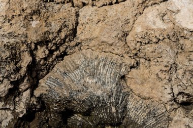 Kızıl Deniz 'in fosil mercanları. Taşa dönüşmüş antik yaratıklar. Resif mercanları.