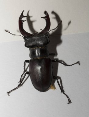 Lucanus cervus is the best-known species of stag beetle (family Lucanidae) in Western Europe. Imago, a male insect on, a white background. clipart