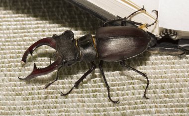 Lucanus cervus, kedigiller (Lucanidae) familyasından bir kuş türü. İmago bir erkek böcek..