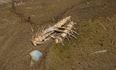 Çevre felaketi. Ölü balık. Gölün kıyı şeridi. Hayvanların ölümü.
