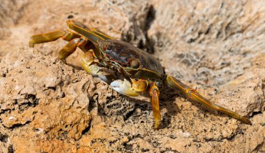 Grapsus albolineatus, Grapsidae familyasından bir kabuklu hayvan türüdür. Yengeç, kayalıklarda. Sina Yarımadası 'nın Hayvanı.