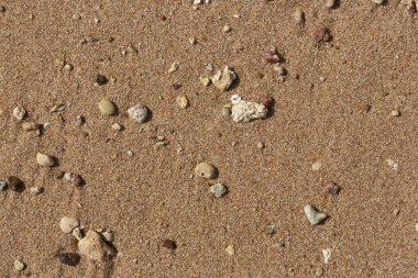 Kızıl Deniz 'in kıyı şeridi. Kum, çakıl taşı, mercan, fosil. Deniz temalı bir arkaplan.