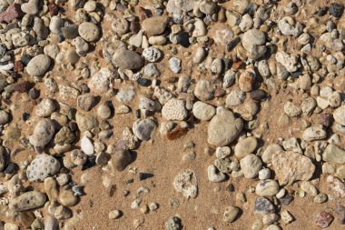 Kızıl Deniz 'in kıyı şeridi. Kum, çakıl taşı, mercan, fosil. Deniz temalı bir arkaplan.