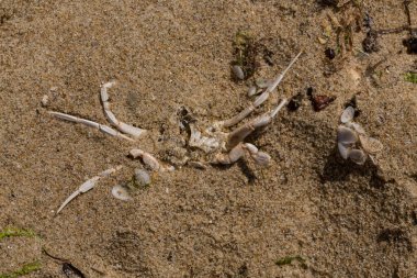 Liocarcinus depurator (Portunus plicatus), bazen liman yengeci ya da kumlu yüzme yengeci olarak da bilinir. Karadeniz 'in faunası. Ölü hayvanlar..