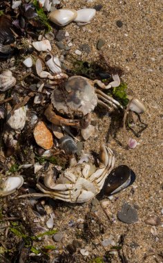 Liocarcinus depurator (Portunus plicatus), bazen liman yengeci ya da kumlu yüzme yengeci olarak da bilinir. Karadeniz 'in faunası. Ölü hayvanlar..