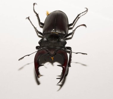 Lucanus cervus, kedigiller (Lucanidae) familyasından bir kuş türü. İmago, erkek bir böcek, beyaz bir arka plan.