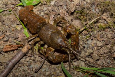 Astacus astacus, Avrupalı, asil ya da geniş parmaklı kerevit. Bir dişi eklembacaklı..