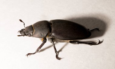 Lucanus cervus, kedigiller (Lucanidae) familyasından bir kuş türü. İmago, dişi bir böcek, beyaz bir arka plan..